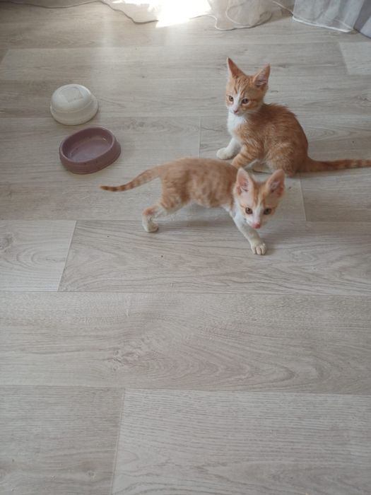 Котятки 2 месяцв