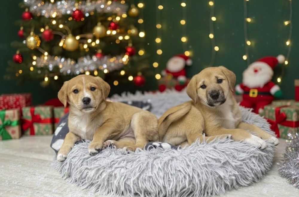 Подарявам две прекрасни женски кученца