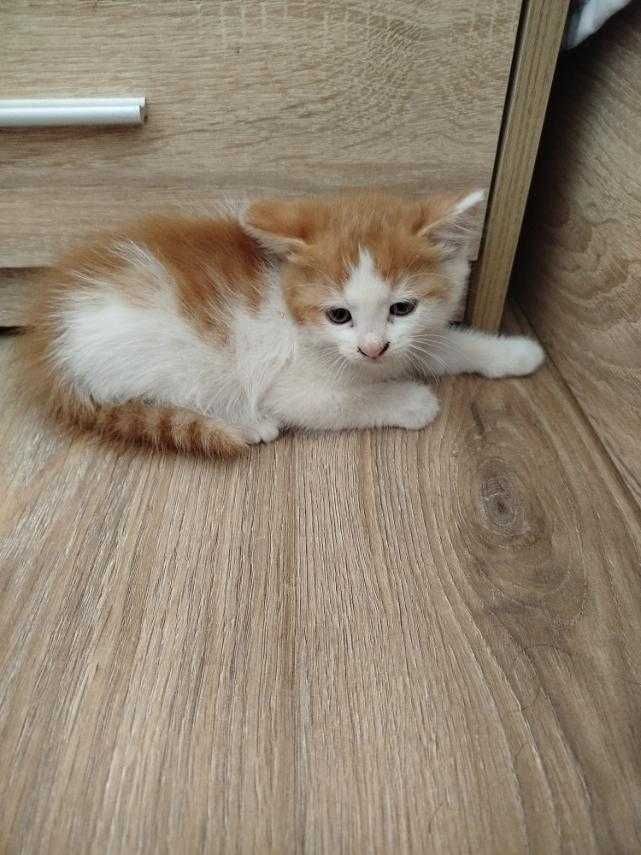 Подарям женско  котенце.
