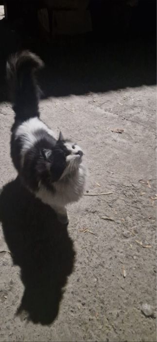 Девочка в добрые руки БЕСПЛАТНО