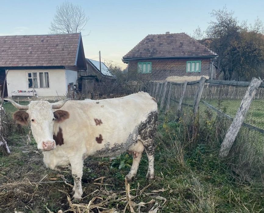 Vaca de vanzare Lupsa