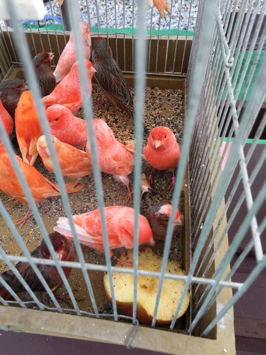 Canari de culoare si cantec