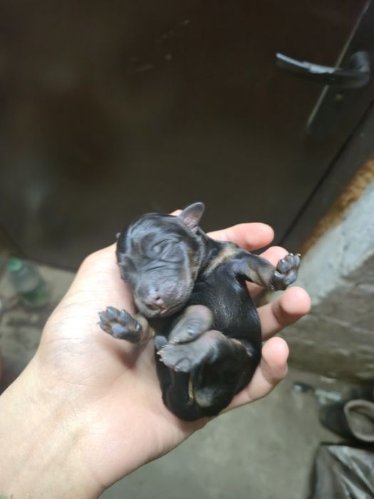 щенки ягдтерьера,папа тоже ягдтерьер