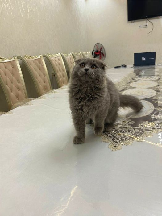 Шотландский Фолд Хайленд - Scottish Fold