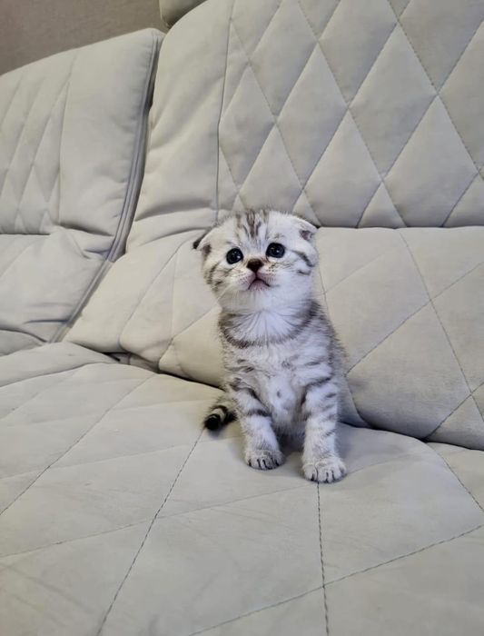 Чудики шотландской породы