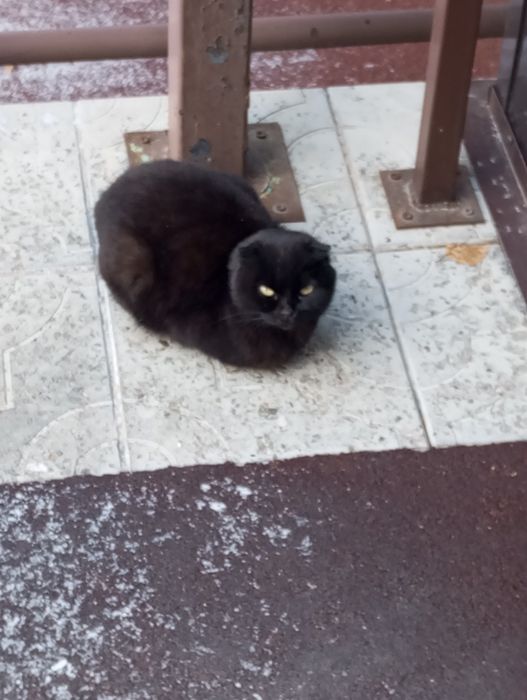 Срочно!!!веслоухая кошечка ищет дом