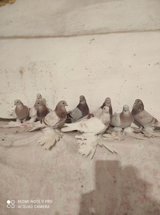 Голубей хорошое игрой и греблей