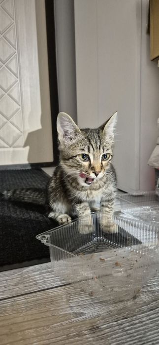 Отдам котёнка в добрые руки