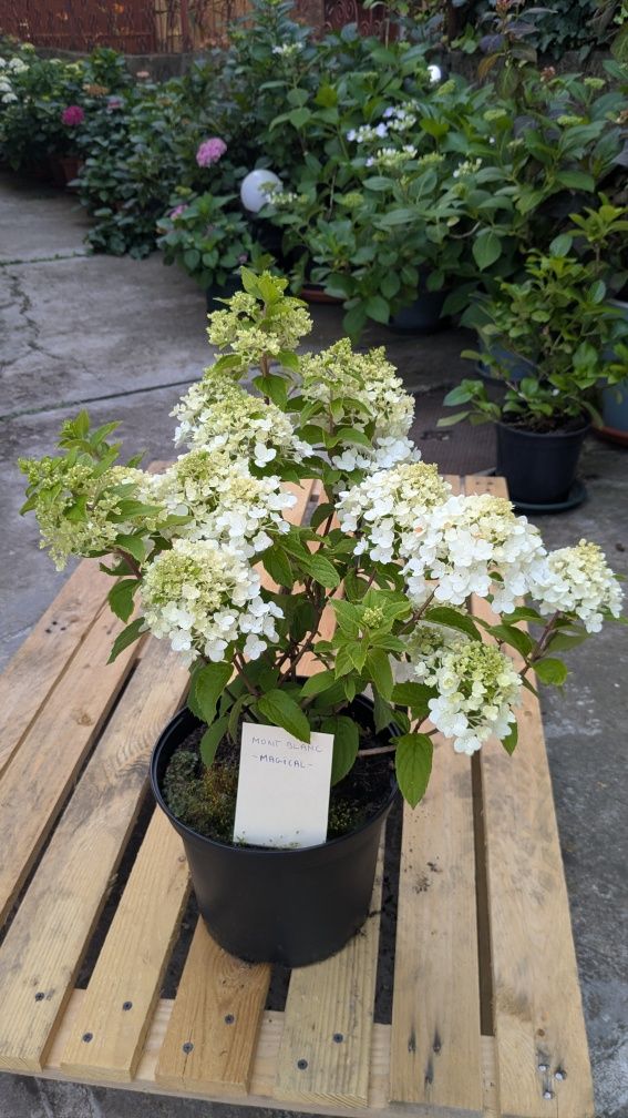 Hortensie paniculata