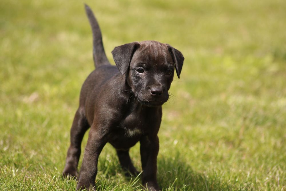 Femelute paterdale terrier