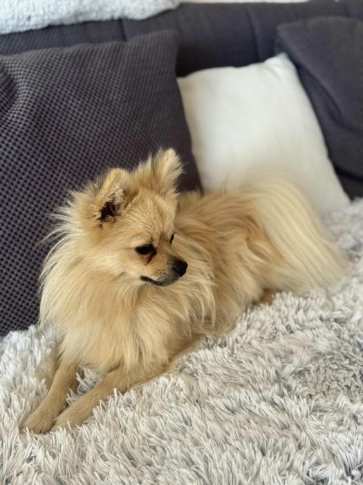 Pui spitz pomeranian superbi