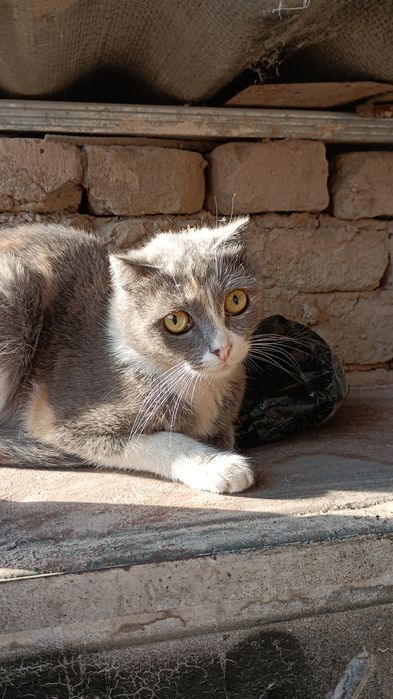 Mushuklar tekinga