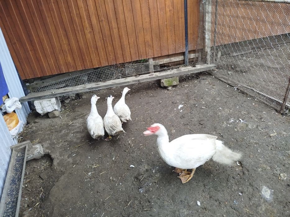 Семья индоуток 3+1