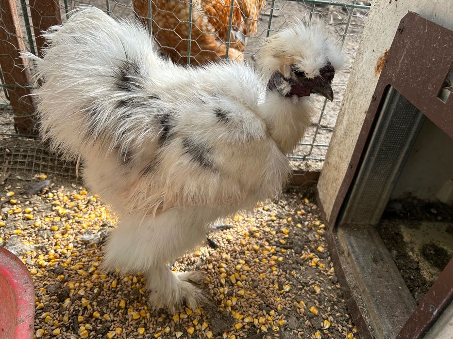 Cocoși tineri 2025 mătase japoneză / australorp