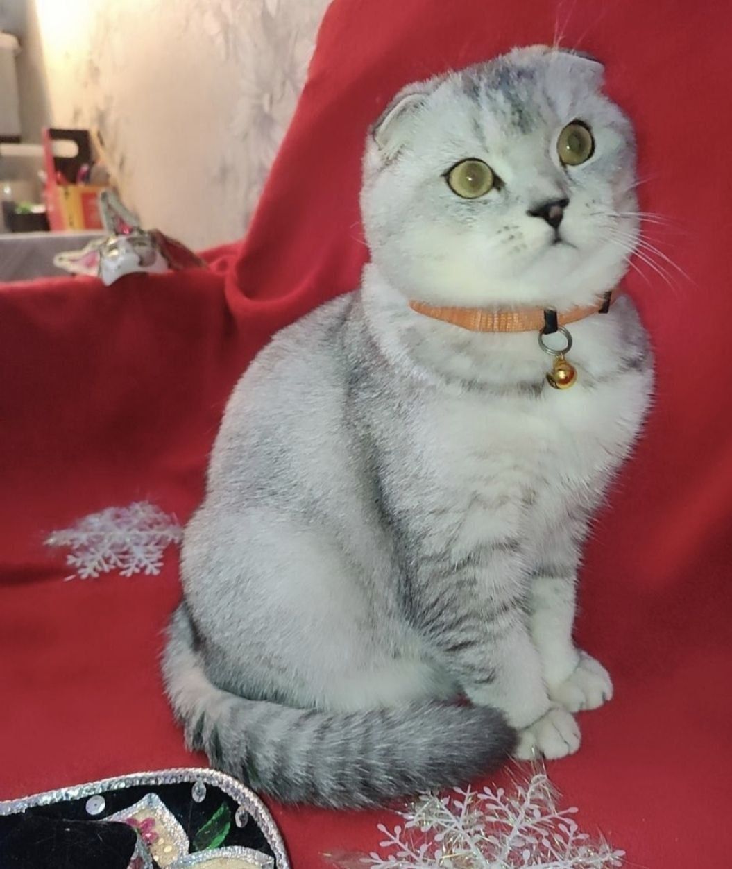 Кот Филип вязка .