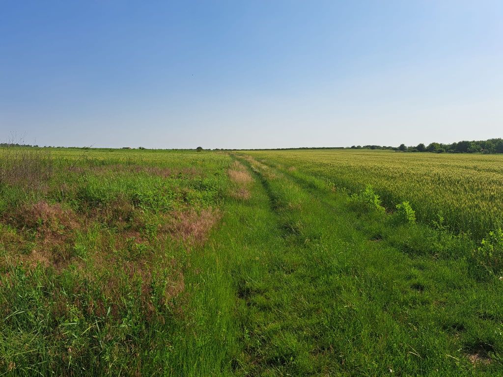 Vand 9 parcele de teren la 1,6 km de ferma Liliac (dupa Valea Ursului)