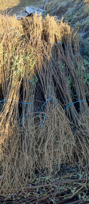 Puieți salcâm frasin tei fag carpen stejar mesteacăn plop brad molid