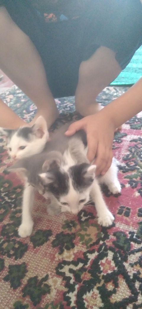 Котята двух недельные