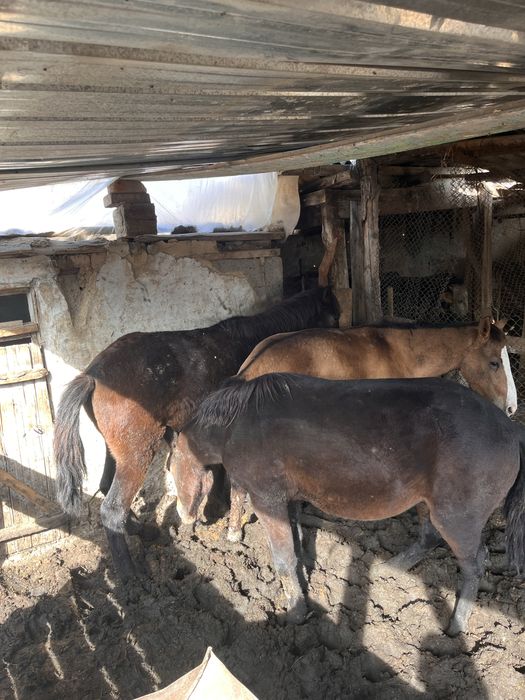 Продам 3 жеребенка полторашки