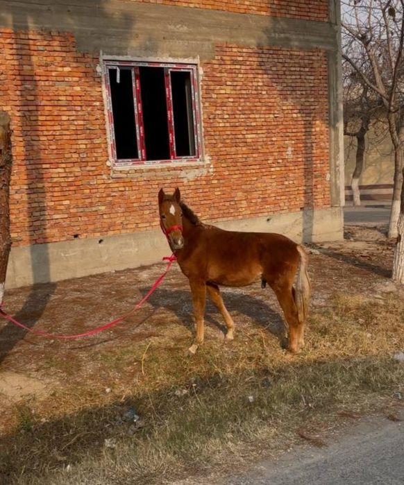 Той сотилади кора байр