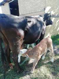 Vand Vaca cu 2 vitele baltae