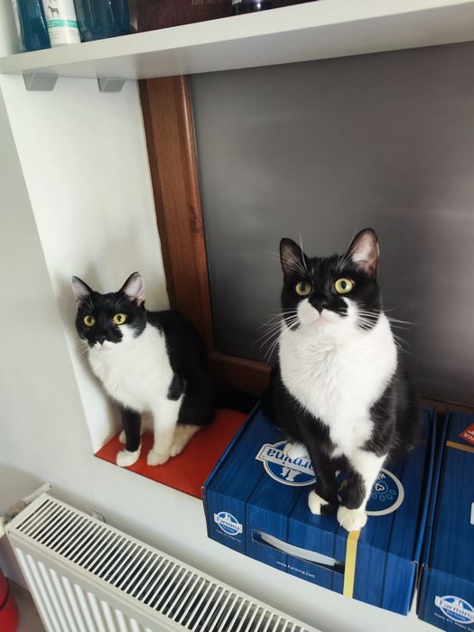 Pisica si motanel, frati, își cauta stapani iubitori