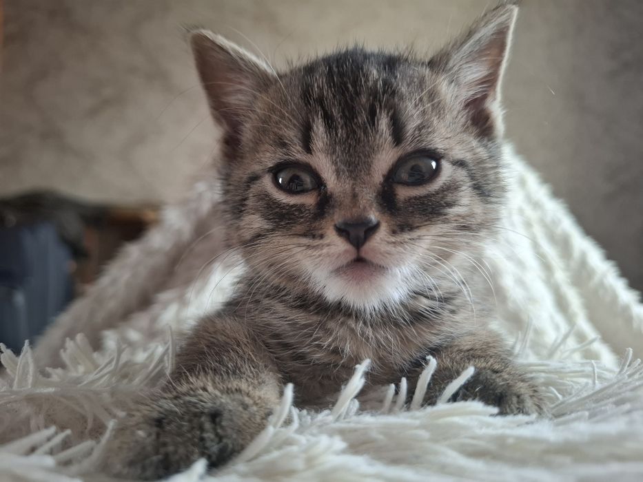 Котенок в добрые руки