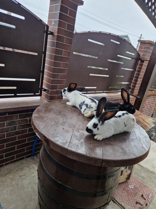 disponibili iepuri din rasa fluture german