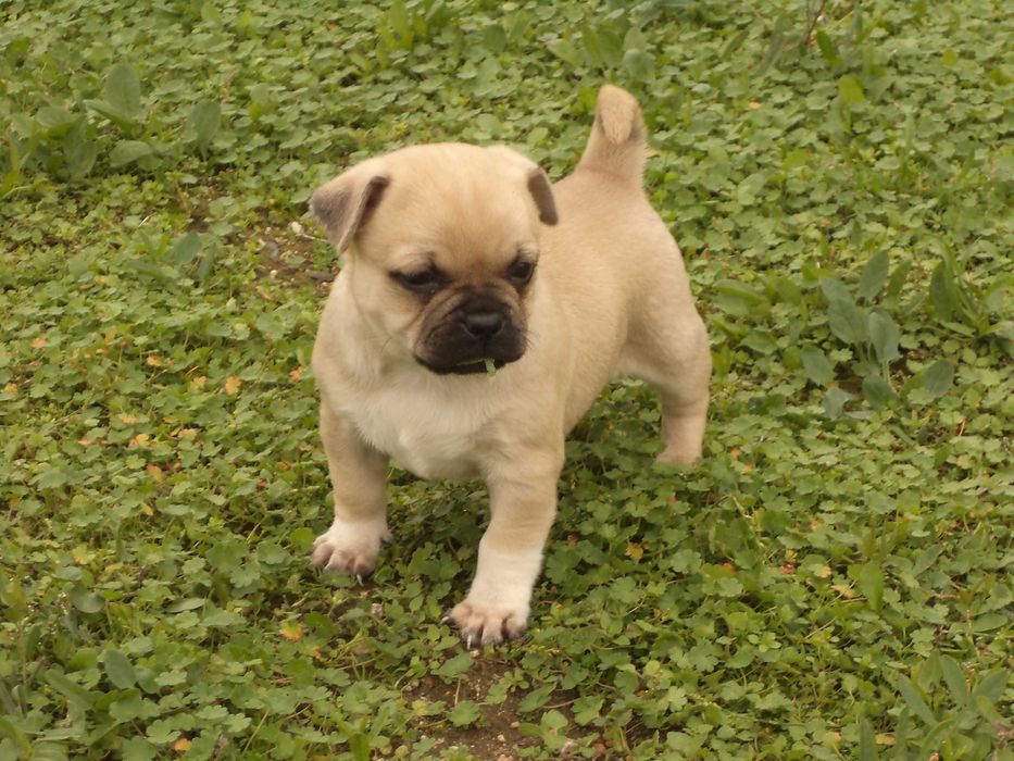 МОПС-бебета-3 броя!!!