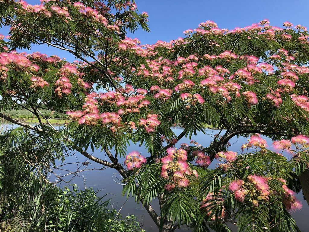 Arborele de matase