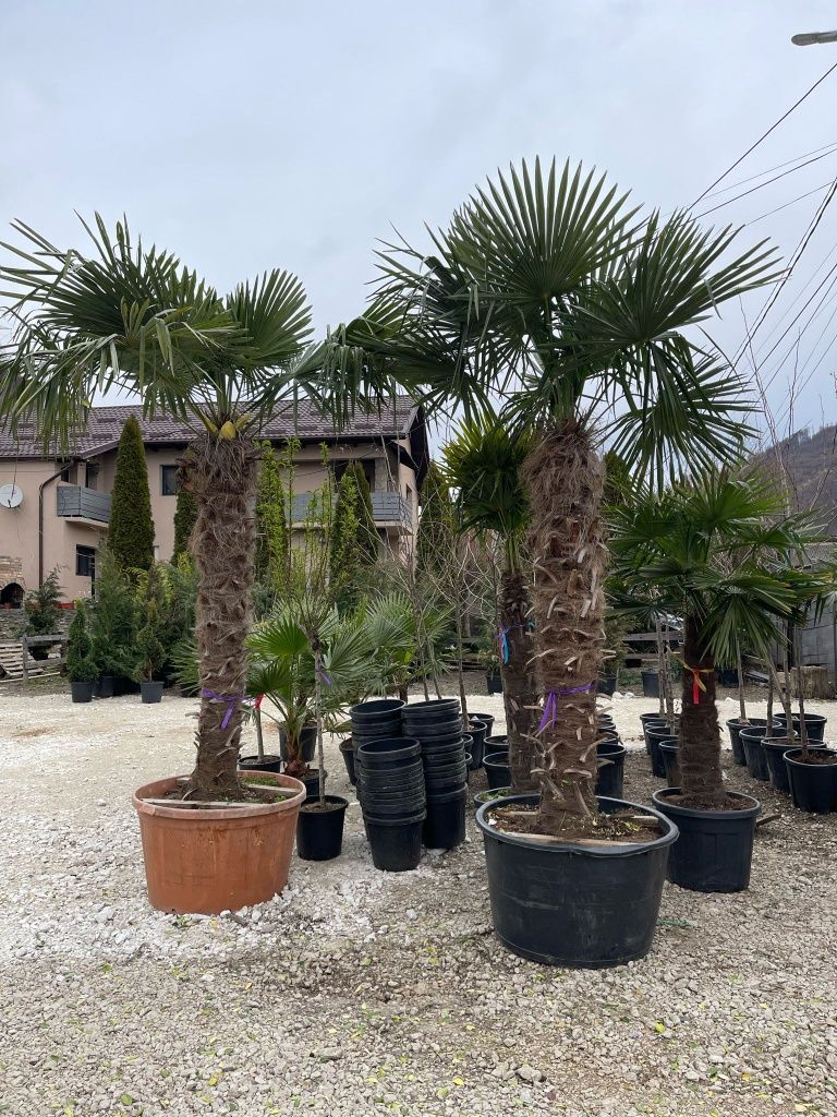 Palmierii trachicarpus Fortunei rezistenți la îngheț