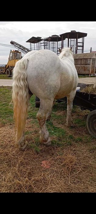 Vând Armăsar Românesc