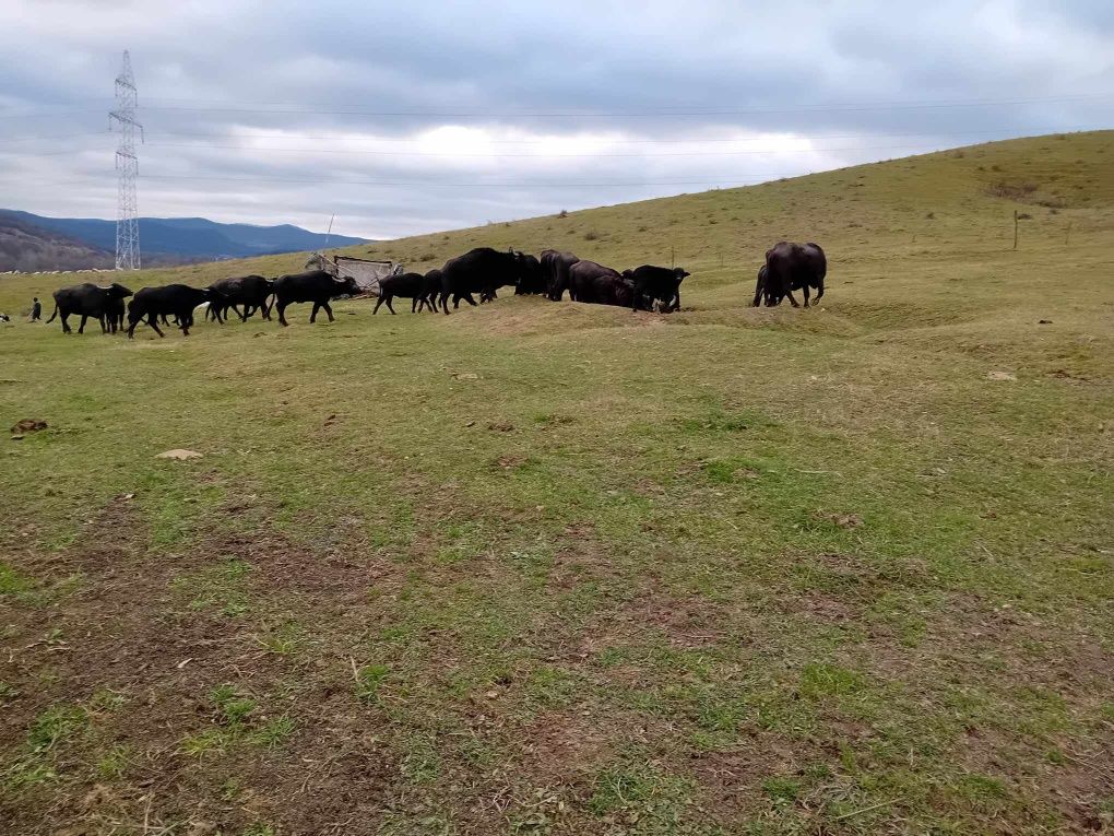 Vând bivoli Românești, mai multe detalii la nr. Telefon