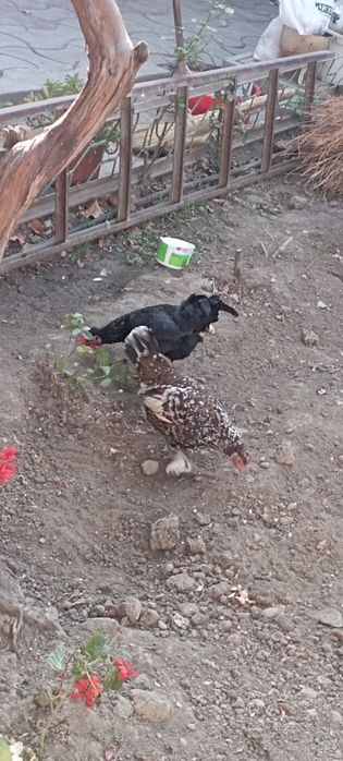 Yapon xoroz tovuq para