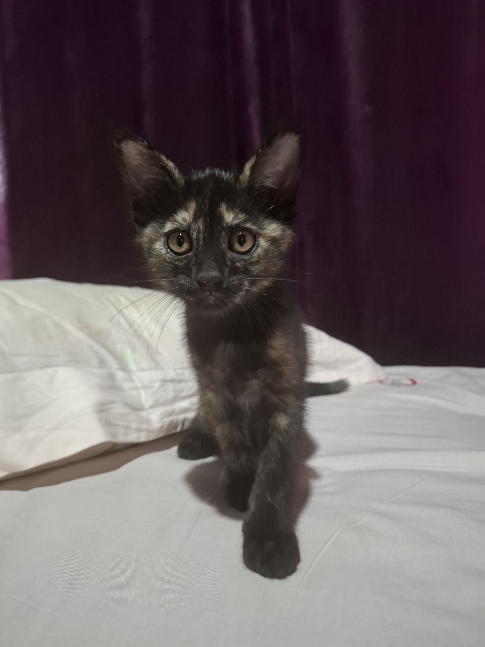 Котенок домашний милый