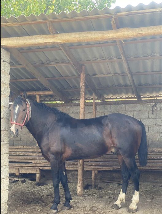 кокпар шабатын ат сатылымда