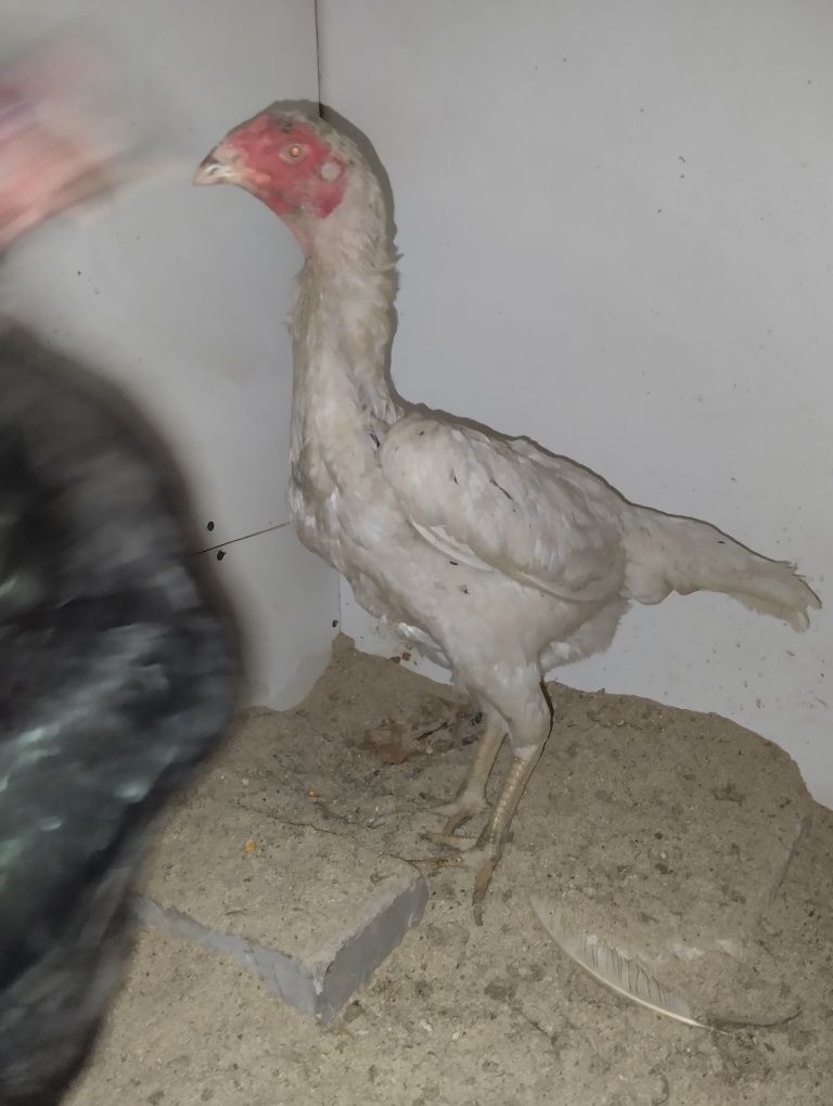 Xuroz va makyonlar sotuvda