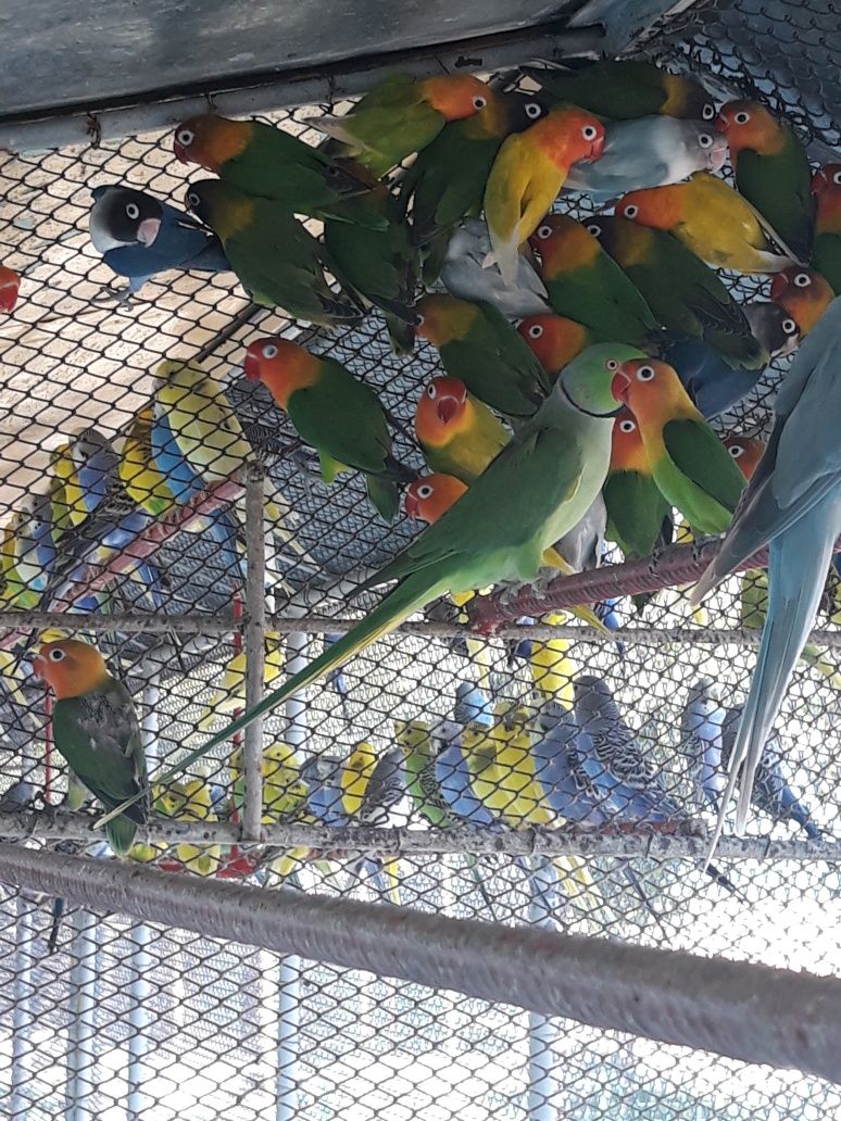 Papagali diferite specii