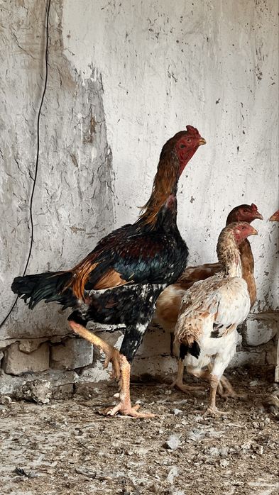 horoz 500ming 4,300kg tovuqla 350ming 3kg kelishiladi tovuqlaram