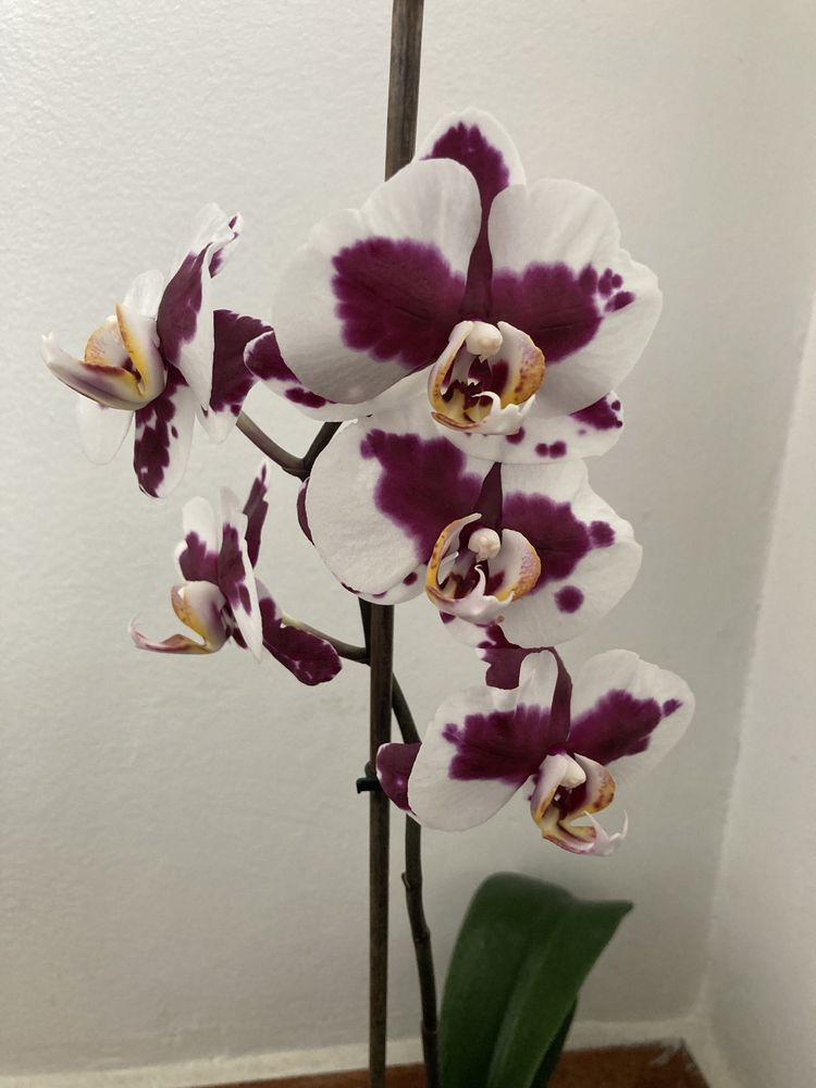 Orhidee Phalaenopsis naturala