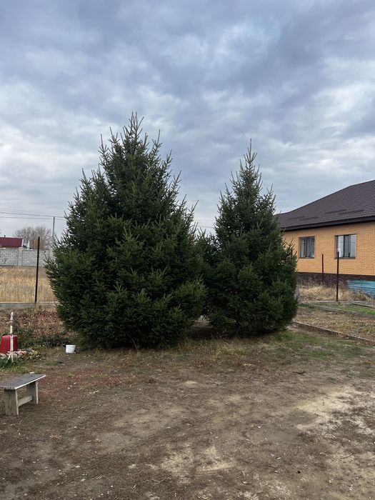Продам елку 4 меторовая