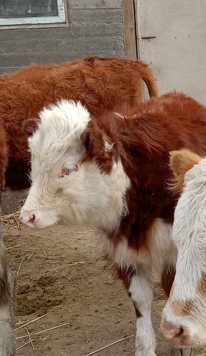 Бұзаулар подсос ұрғашы