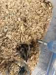Donăm hamsteri femelă și mascul