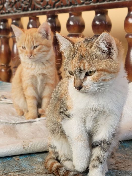 Котята, 3 месяца