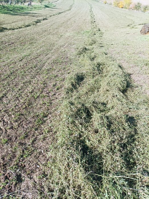 Vînd baloți lucerna ,verde