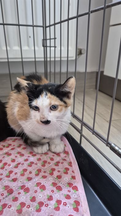 Pisici pui cauta familii