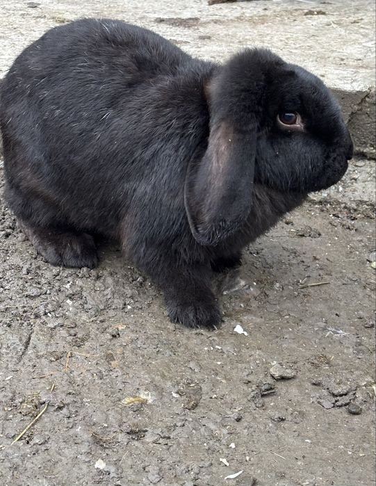 Женски кочовати зайци