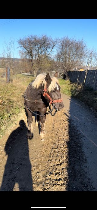 Manza 1,5 ani de vanzare