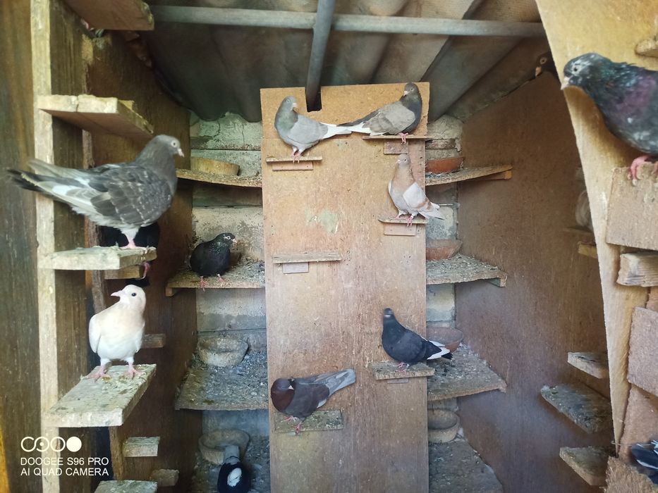 Porumbei de ornament