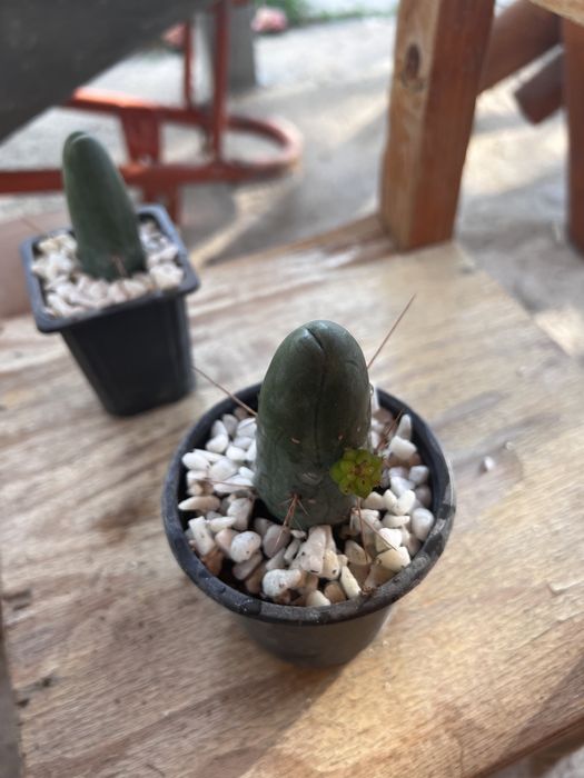 Trichocereus Bridgesii Varianta Monstruosa